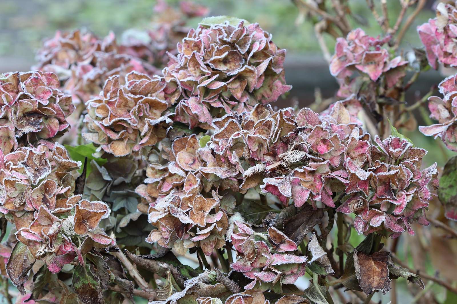 Comment protéger les hortensias du froid