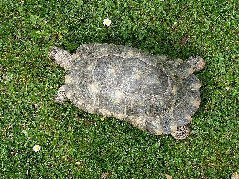 L'habitat de la tortue est typiquement méditerranéen. © Wikipedia, Mayer Richard, GNU 1.2