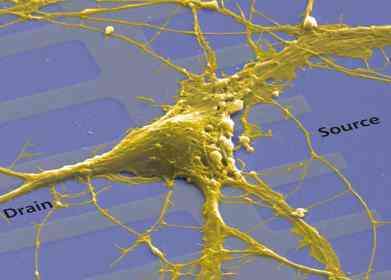 Neurone de rat implanté dans un réseau linéaire de transistors. Crédit : Max Planck Institute for Biochemistry; NACHIP; P.Fromherz