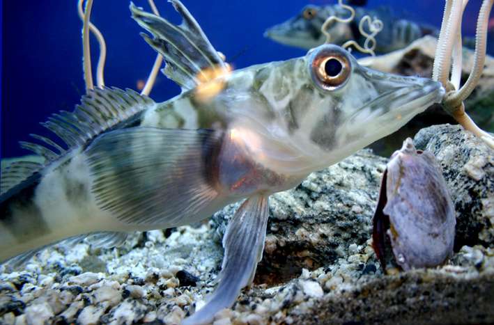 Les Poissons Des Glaces Bien Adaptés Au Froid... Trop Bien