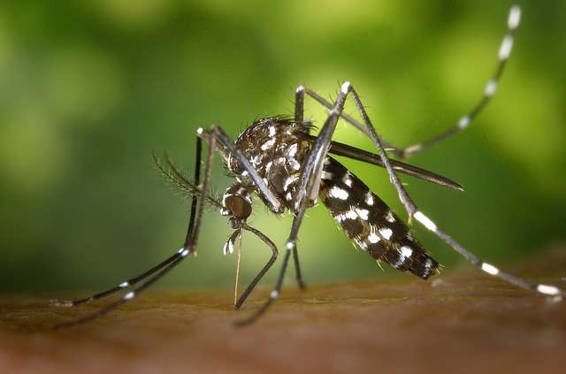 Le moustique-tigre Aedes albopictus est l’un des vecteurs possibles de la dengue. Cette maladie menace potentiellement plusieurs milliards de personnes sous les tropiques. © James Gathany, CDC, DP