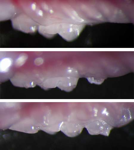 De haut en bas, les trois étapes de la pousse d'une dent chez une souris adulte. Un germe implanté dans la mâchoire supérieure donne naissance à une dent qui perce la gencive 36 jours plus tard et atteint une taille normale après 49 jours. © Takashi Tsuji/Tokyo University of Science