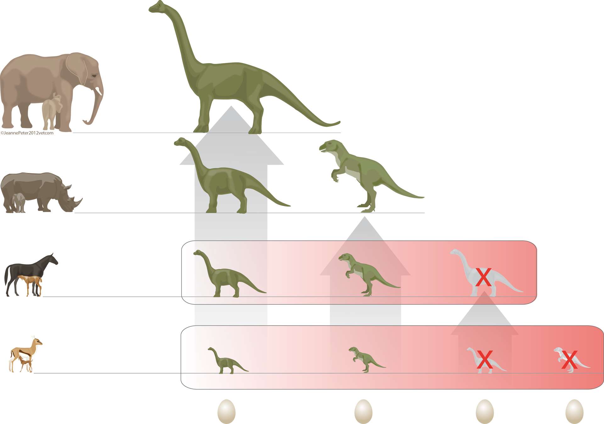 La durée d'incubation des oeufs aurait contribué à la disparition des  dinosaures