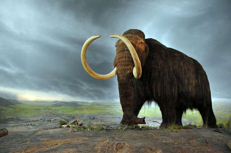 La disparition des mammouths, il y a 11.000 ans, serait due, selon cette nouvelle hypothèse, à des périodes de réchauffement rapides survenues en plein climat glaciaire. © Flying Puffin, Wikimedia Commons, CC by-sa 2.0
