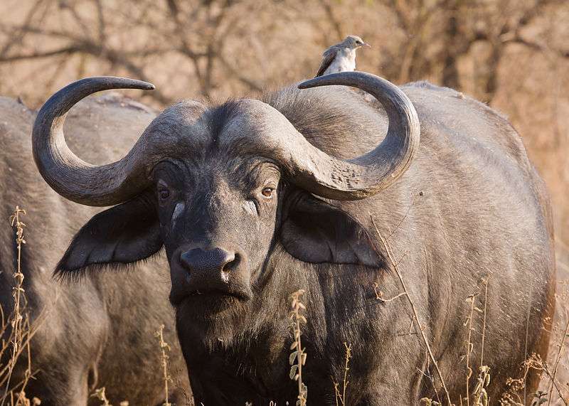 Photo de buffle d'Afrique. © Ikiwaner, GNU FDL, version 1.2