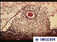 Variation des capacités de déplacement dans l'espace en fonction du cycle menstruel Crédits : INSERM.COUPE HISTOLOGIQUE DE SEPT MICROMETRE D'UN FOLLICULE HUMAIN CULTIVE IN VITRO ET DONT LA MATURATION DE L'OVOCYTE A ETE INDUITE. OVOCYTE DANS SON FOLLICULE UN JOUR AVANT L'OVULATION