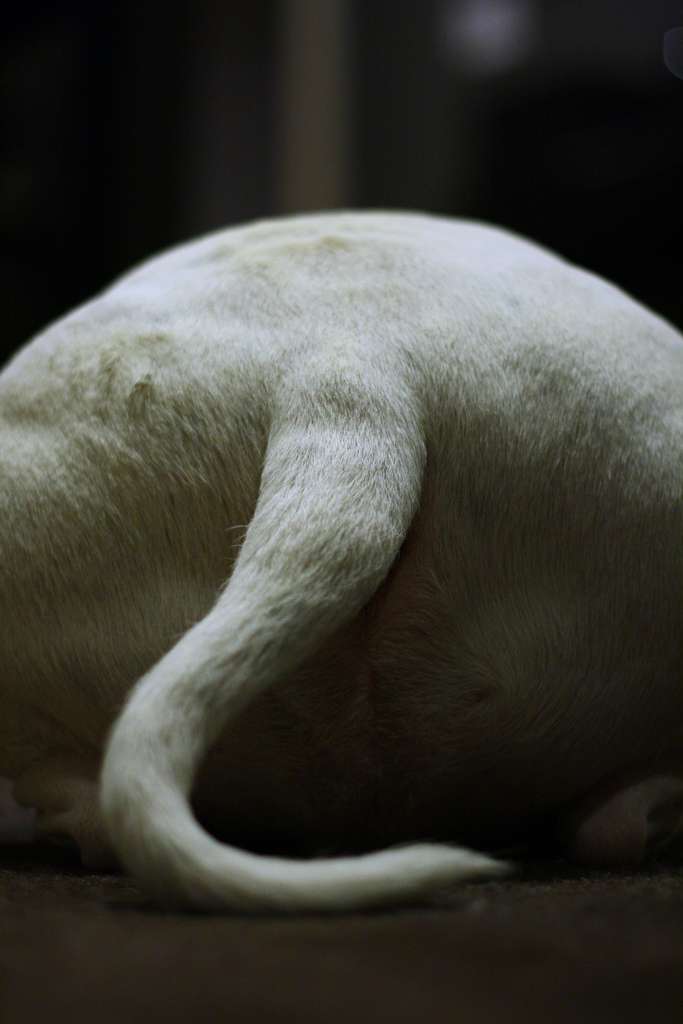 En fonction de l'orientation principale du battement de la queue, on peut en déduire si un chien est détendu ou stressé. © Bikesandwich, Flickr, cc by nc 2.0