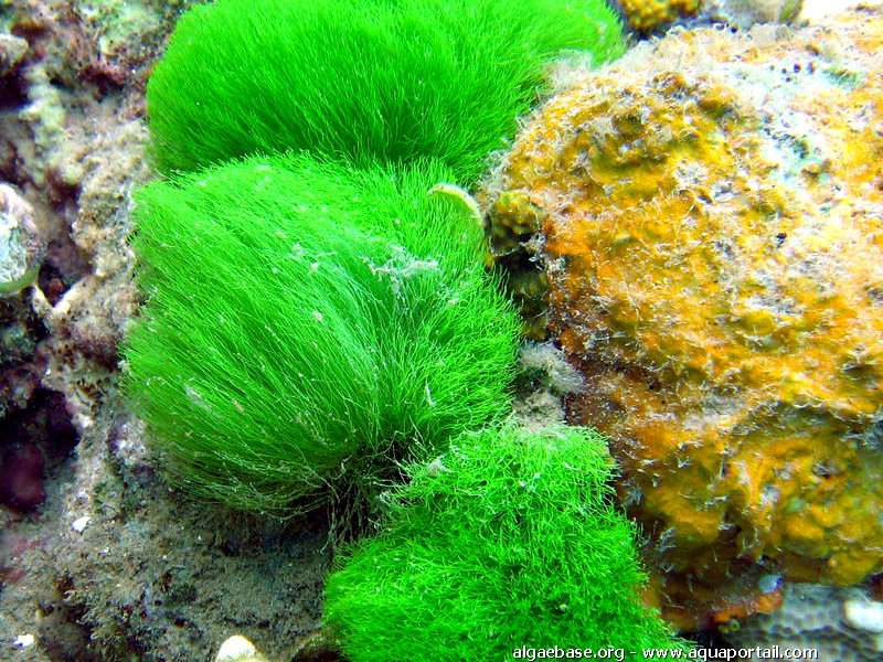 L'algue chevelue est peu répandue, elle n'existe que dans l'océan Indien et sur quelques îles du Pacifique. Elle pousse en touffes jusque 3 à 5 cm de haut, d'un vert vif, constituées de filaments libres et d'un court crampon filamenteux et spongieux. © algaebase.org