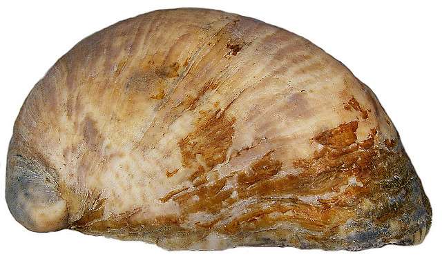 La crépidule est un mollusque hermaphrodite protérandre. © Udo Schmidt CC by-nc-sa 2.0