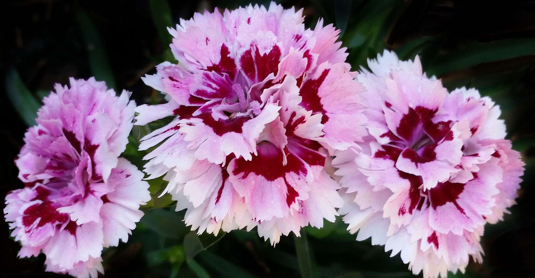 Quels œillets planter dans son jardin