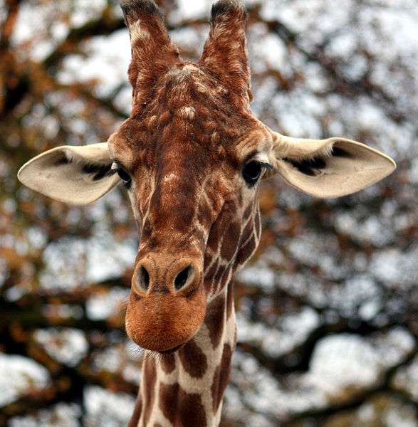 Tête de girafe - Crédits Keven Law / Flickr