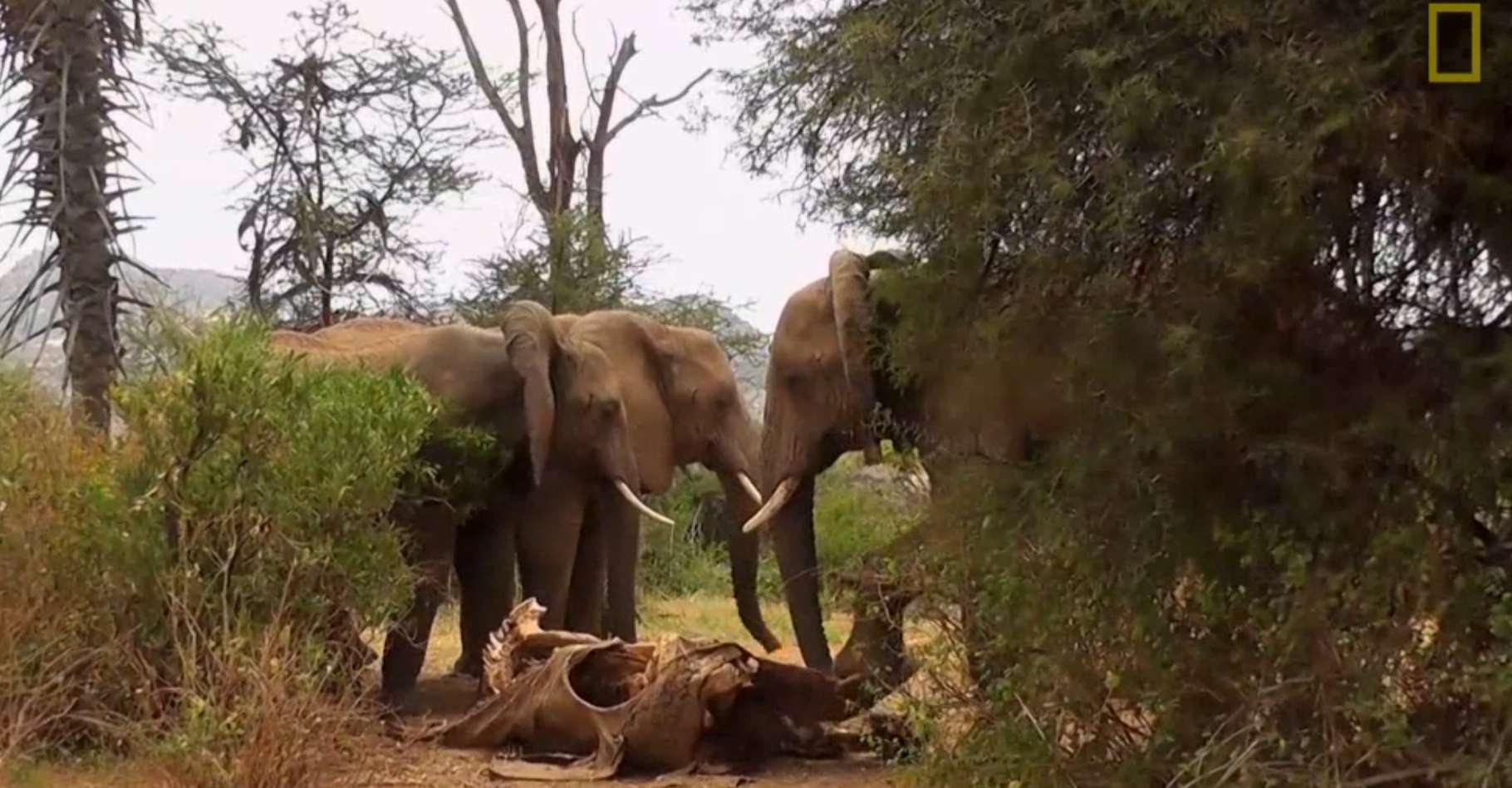 Куда девать умершее животное. Nat geo Wild слон. Погребальный ритуал у слонов.