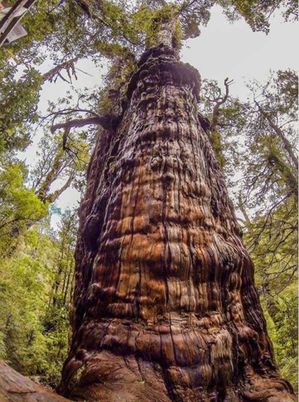 Cet arbre serait le plus vieux du monde jamais découvert et il a résisté à bien des catastrophes depuis des millénaires !