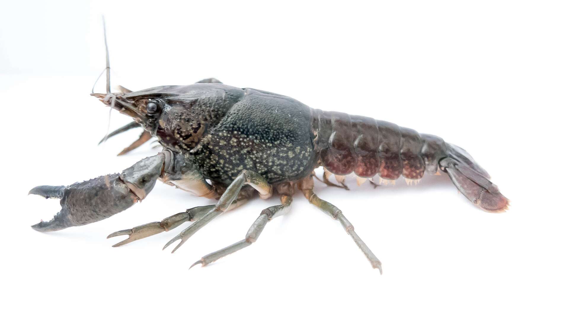 L Ecrevisse Marbree Une Nouvelle Espece Terriblement Invasive Se Reproduit Sans Male