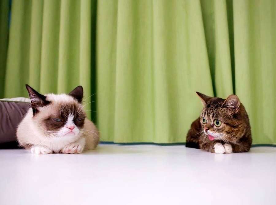 Quand Grumpy Cat, à gauche, célèbre pour sa moue, rencontre Lil Bub. © Adam Rifkin, Flickr, cc by 2.0