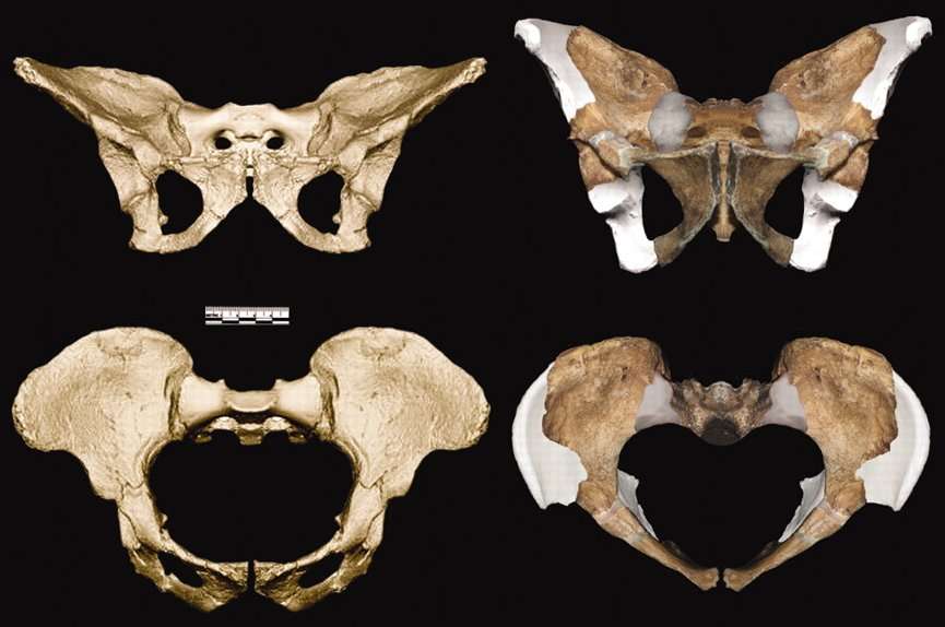 La taille du bassin est normalement corrélée à la taille du cerveau du fœtus, mais les analyses d'Australopithecus sediba semblent montrer le contraire. Ici le bassin d'Australopithecus sediba (à droite) est comparé à celui d'Australopithecus africanus © Kibii et al. 2011, Science