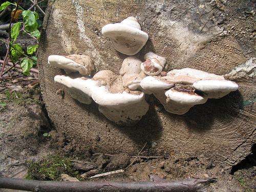 Ce champignon qui se développe sur un tronc d’arbre coupé se nourrit du bois mort. Il s’agit donc d’un organisme saproxylique. © Hashidity CC by-nc-sa
