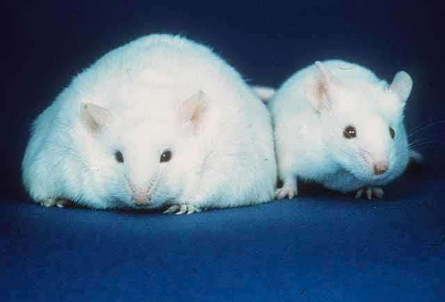 Une souris obèse (à gauche) à côté d'une souris de poids normal (à droite). Selon une nouvelle étude, les rongeurs à qui l’on a transmis une flore intestinale d'humains obèses ont tendance à prendre du poids. Cependant, si on les met en présence de souris possédant une flore intestinale issue d’humains minces, elles ne grossissent pas... à condition de ne pas leur fournir une alimentation trop grasse. © Bigplankton, Wikimedia Commons, DP