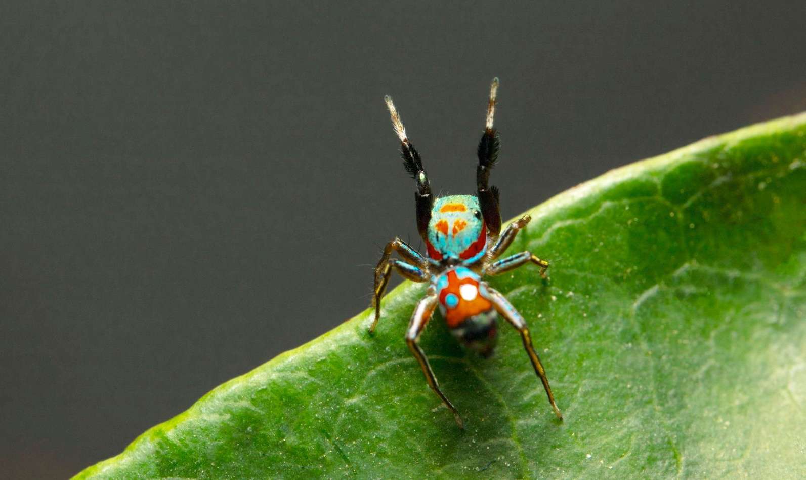L'incroyable stratégie de cette araignée pour tromper ses prédateurs