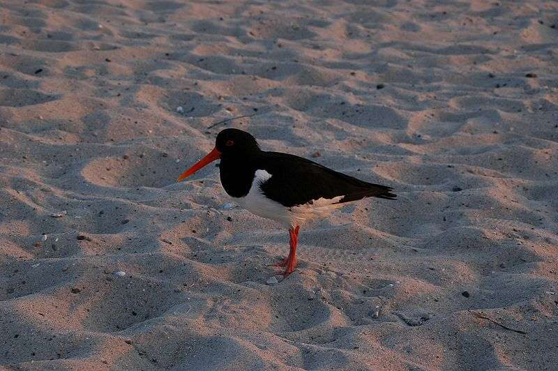 Définition Huîtrier Pie Haematopus Ostralegus Futura