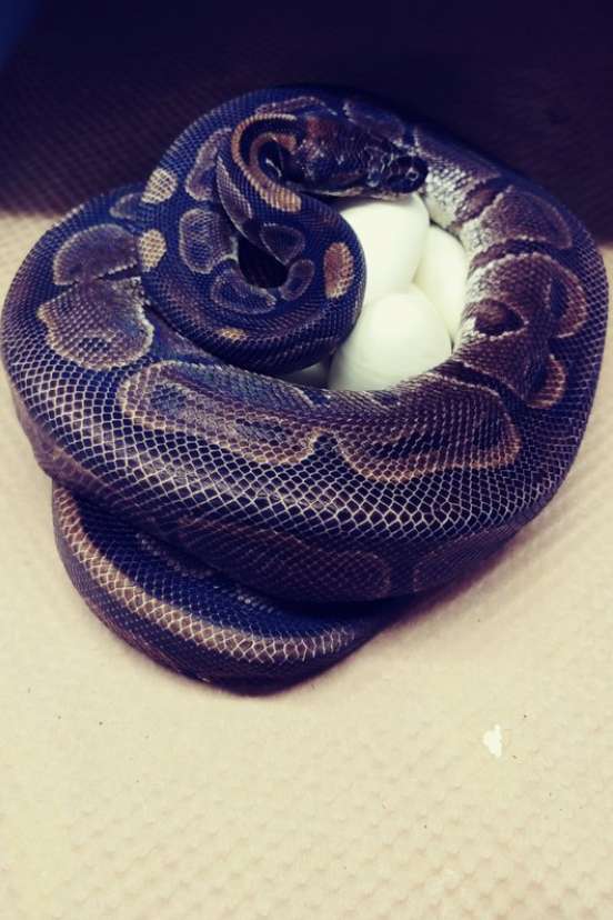 Ce python a pondu des oeufs... sans s'accoupler