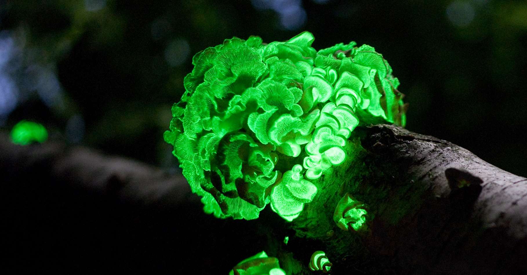 Гнилушки источник света. Биолюминесцентный гриб Mycena chlorophos. Светящийся гриб Геншин. Светящийся гриб Panellus stipticus.. Фосфоресцирующие грибы.