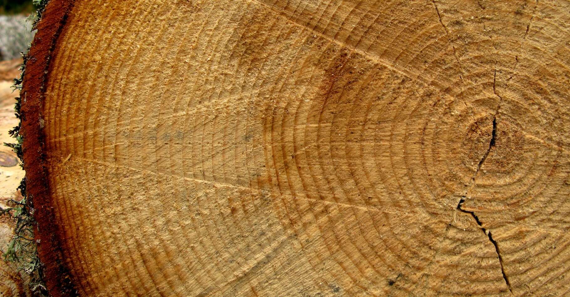 Comment connaître l'âge d'un arbre — free download