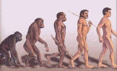 L'évolution des hominidés
