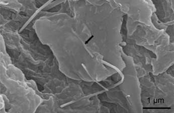Image de tissu osseux obtenue par microscopie électronique à balayage 4 mois après l’implantation de nanotubes au niveau d’une fêlure du tibia chez des souris. Les nanotubes se sont intégrés à l’os et y adhèrent. Crédit : Small, 2008