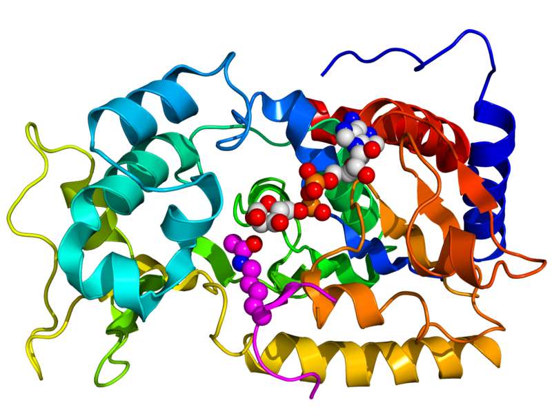 Structure tridimensionnelle de la protéine Sir2, membre de la famille des sirtuines et retrouvée chez la levure. Cette protéine est responsable de la régulation cellulaire chez le champignon. © Boghog2, Wikipédia, DP