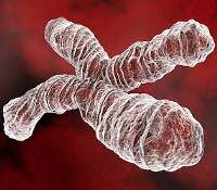 Dossier : l'ADN en détail Tout savoir sur l'ADN, avec ce dossier complet. © DR