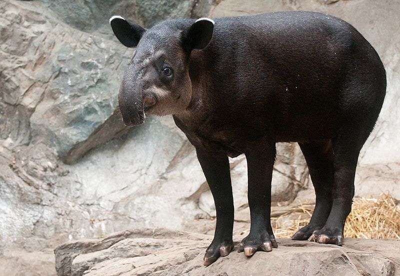 Tapir de Baird. © Eric Kilby, Wikipedia, cc by sa 2.0