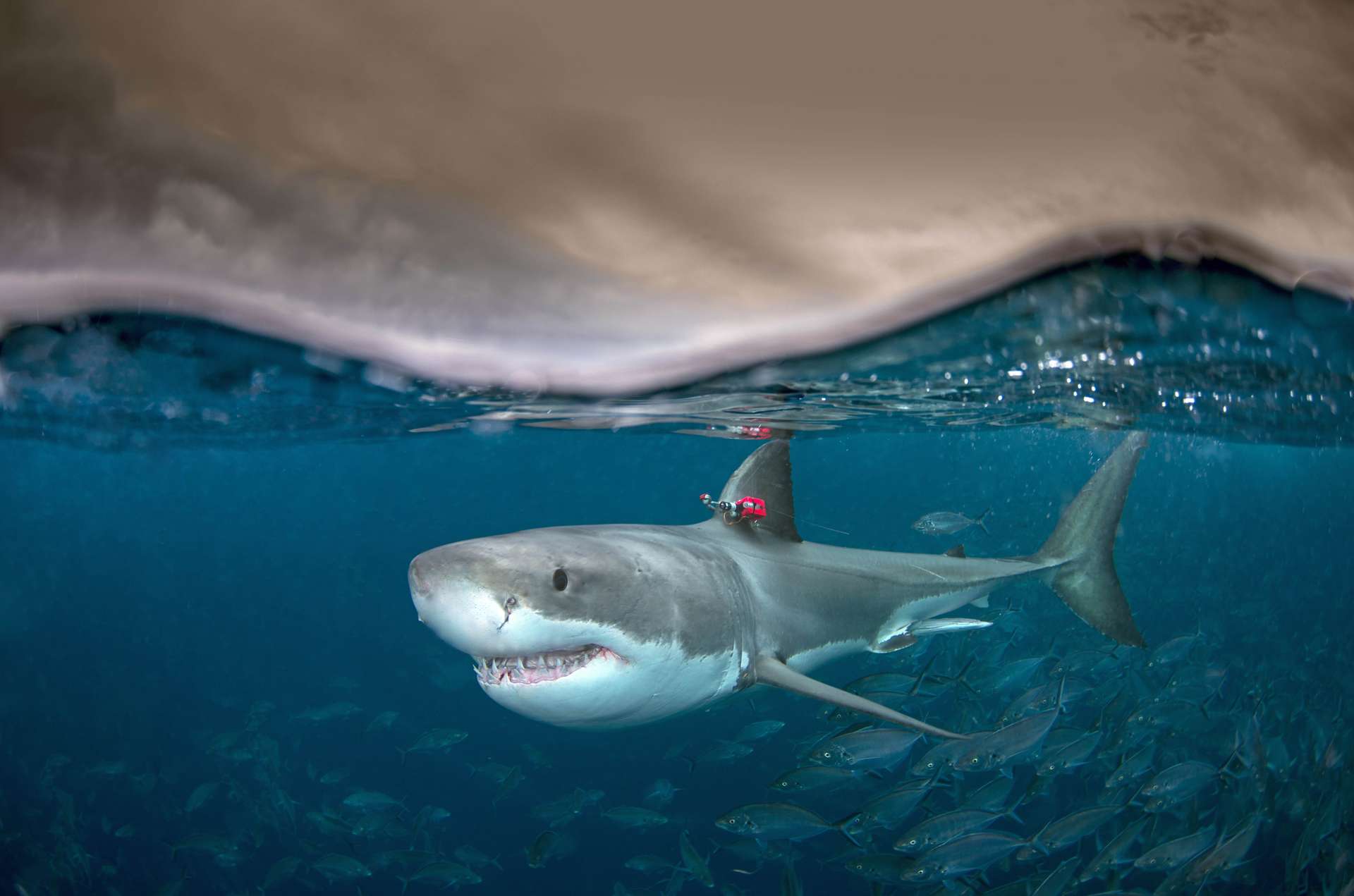 Évolution : quel est l'intérêt pour certains requins d'avoir ...