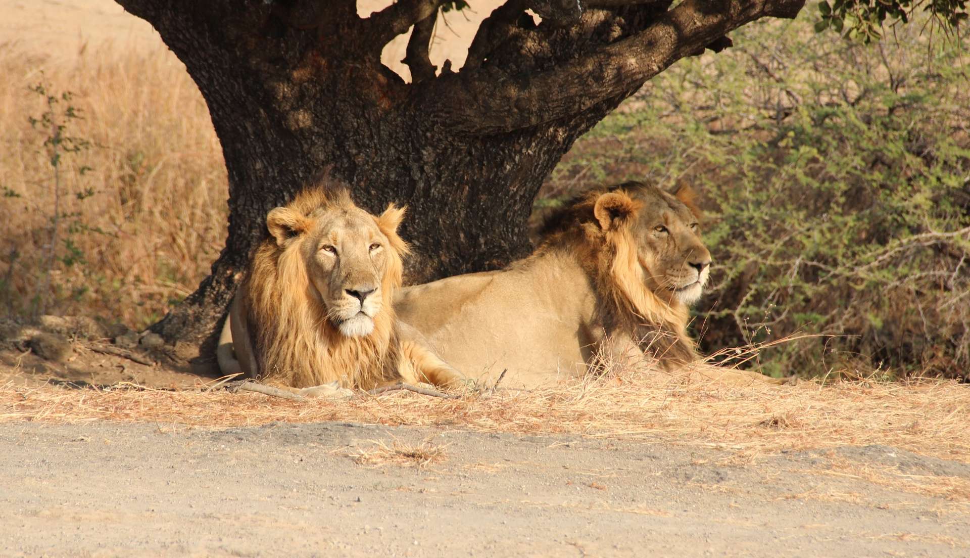 Ces endroits où des animaux sauvages cohabitent avec les humains