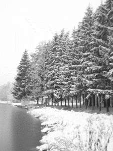 La culture du sapin de Noël en danger Sapins
