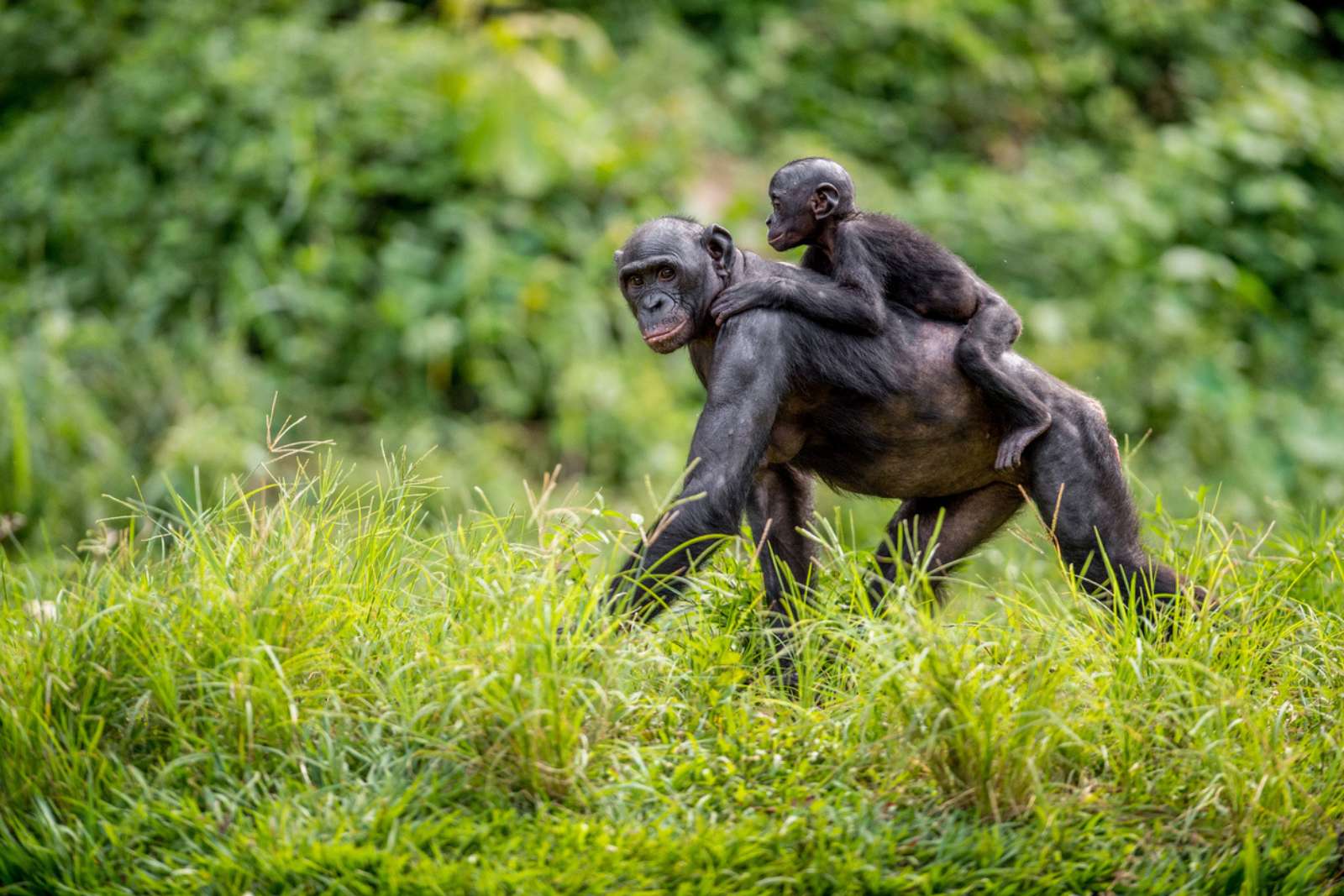 Et si les chimpanzés nous ressemblaient encore plus qu’on ne le pensait ?