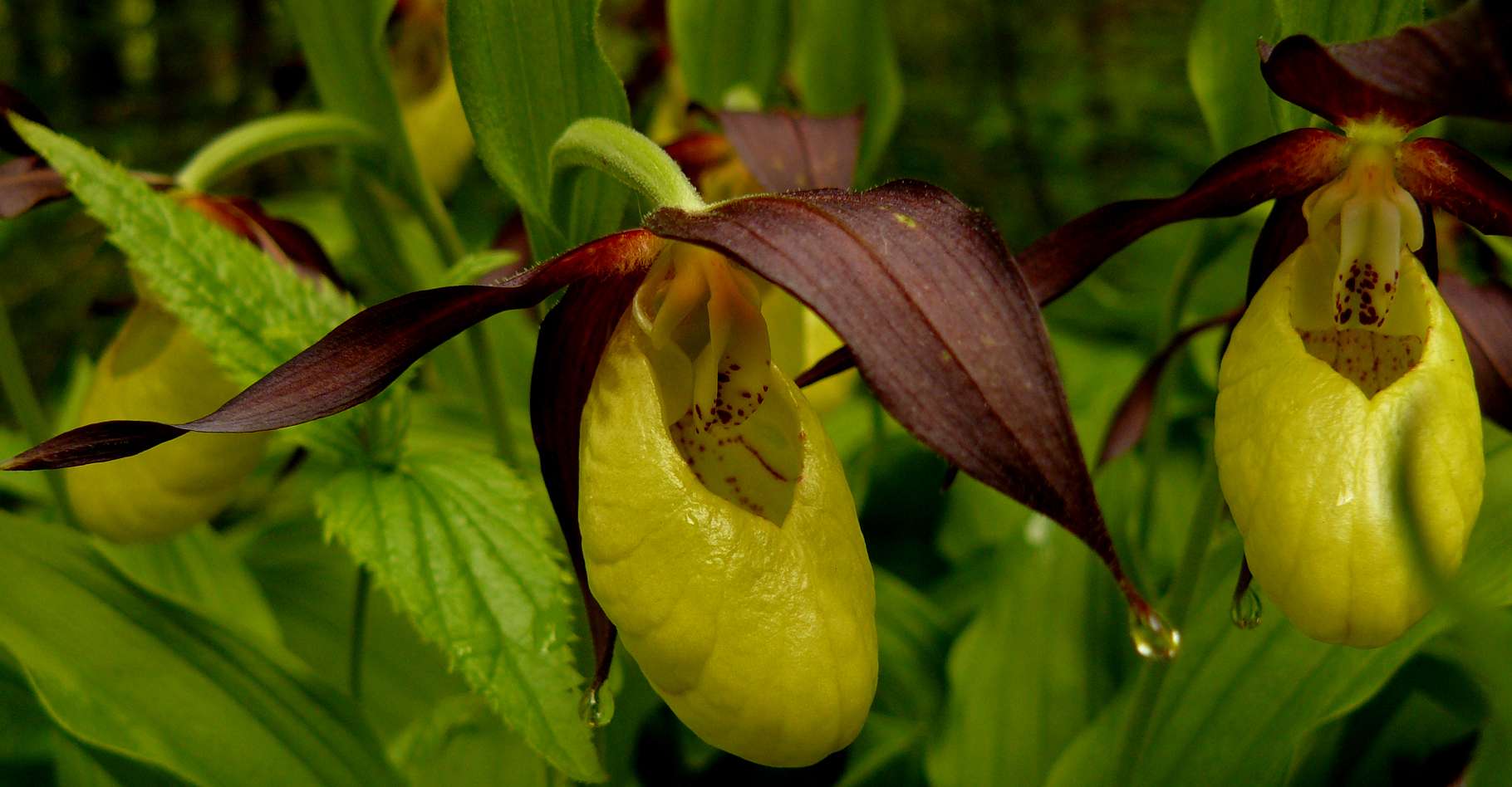 Bulbes de fleurs de A à Z