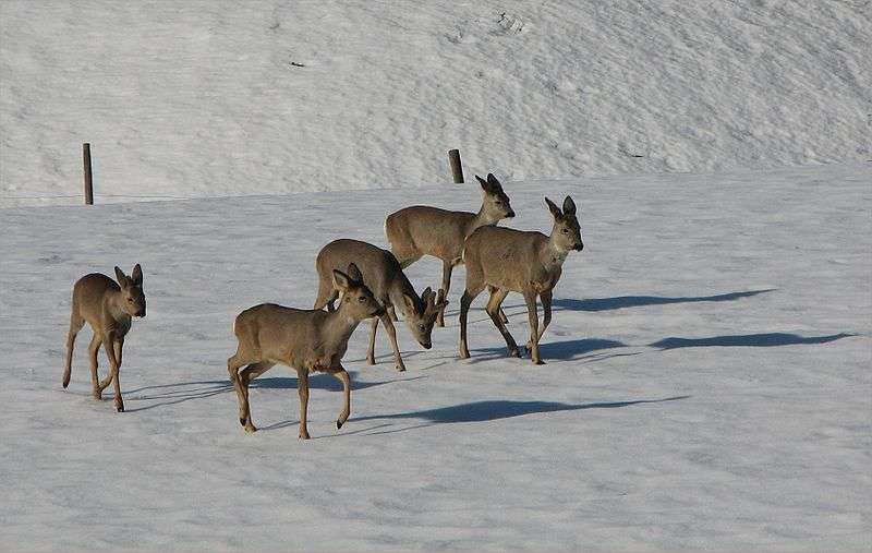 Definition Chevreuil Capreolus Capreolus Futura Planete