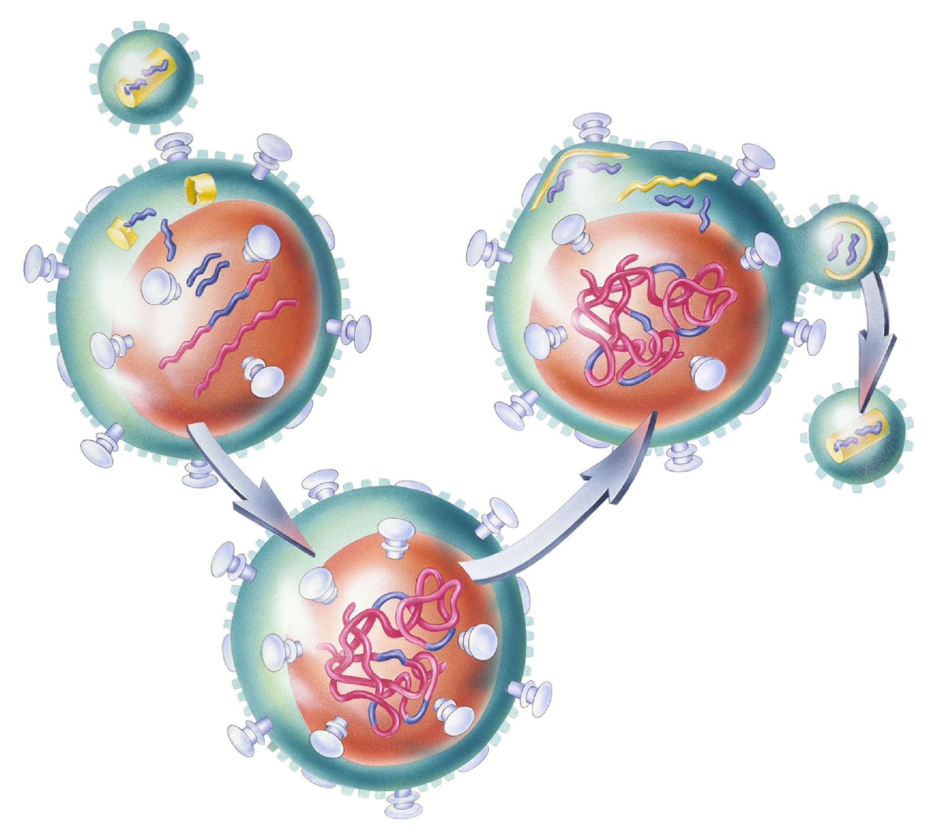 Définition | Rétrovirus