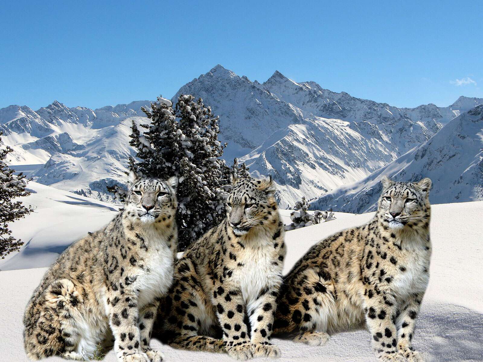 La Panth re Des Neiges Un F lin nigmatique Des Montagnes D Asie la-panth-re-des-neiges-un-f-lin-nigmatique-des-montagnes-d-asie