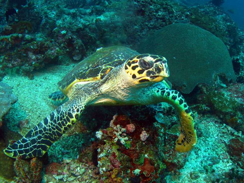 Definition Tortue Imbriquee Tortue A Ecailles Tortue A Bec De Faucon Eretmochelys Imbricata Futura Planete