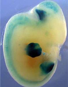 Des séquences régulatrices trouvées chez le lépisosté tacheté permettent une activité génétique (en violet) dans les doigts de souris transgéniques. Une telle activité n’a pu être observée avec d’autres séquences de poissons. © Andrew Gehrke, University of Chicago