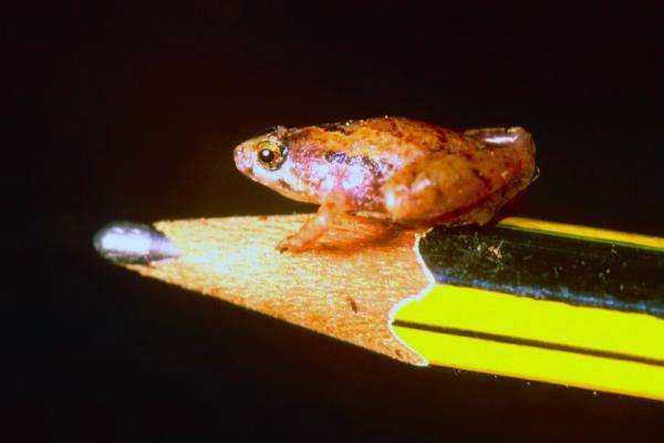 Une nouvelle espèce de grenouille miniature, à voir et à écouter...