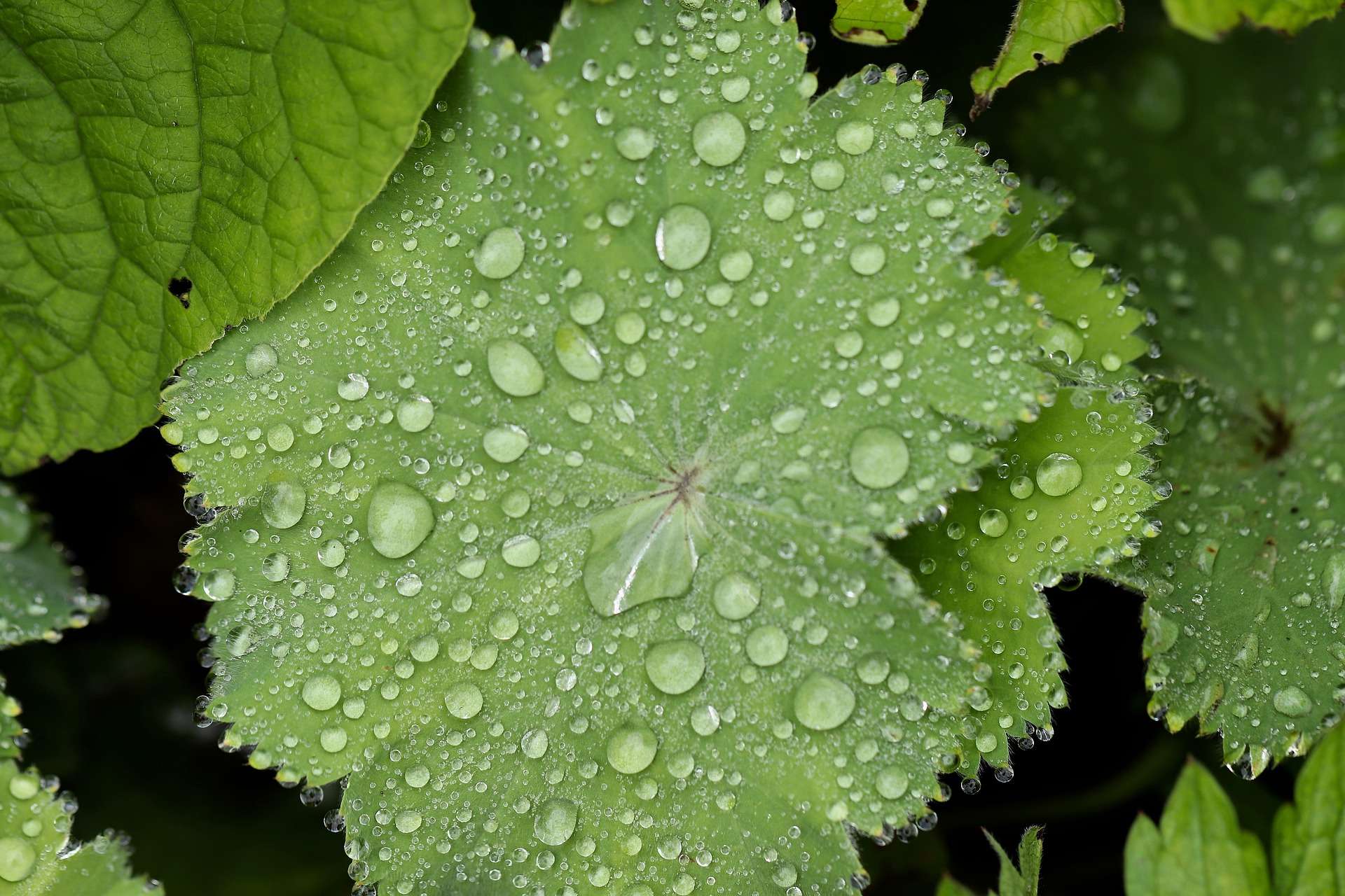 Les plantes activent une multitude de signaux d’alerte lorsqu’elles sont arrosées par la pluie. © Annette Meyer, Pixabay