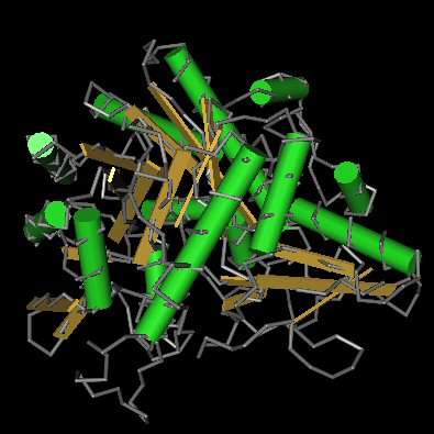 La lactase est une enzyme digestive intestinale. © Catherine Germain, Wikimedia, GFDL 1.2