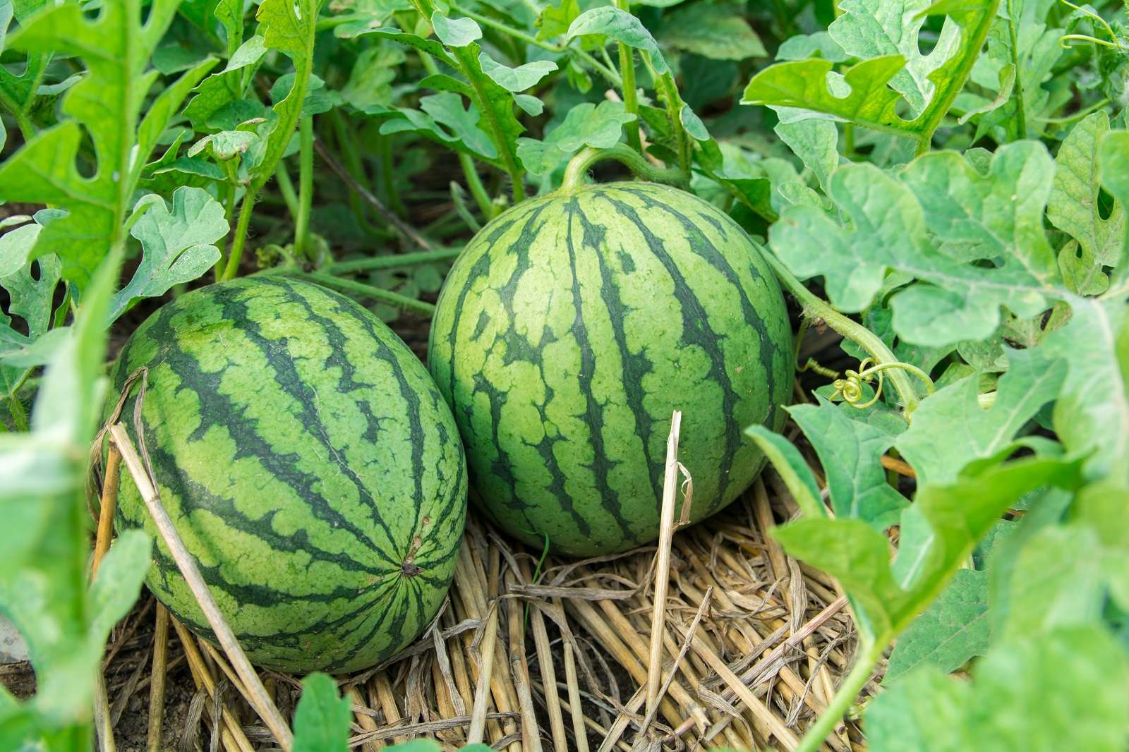 Comment réussir la culture des pastèques