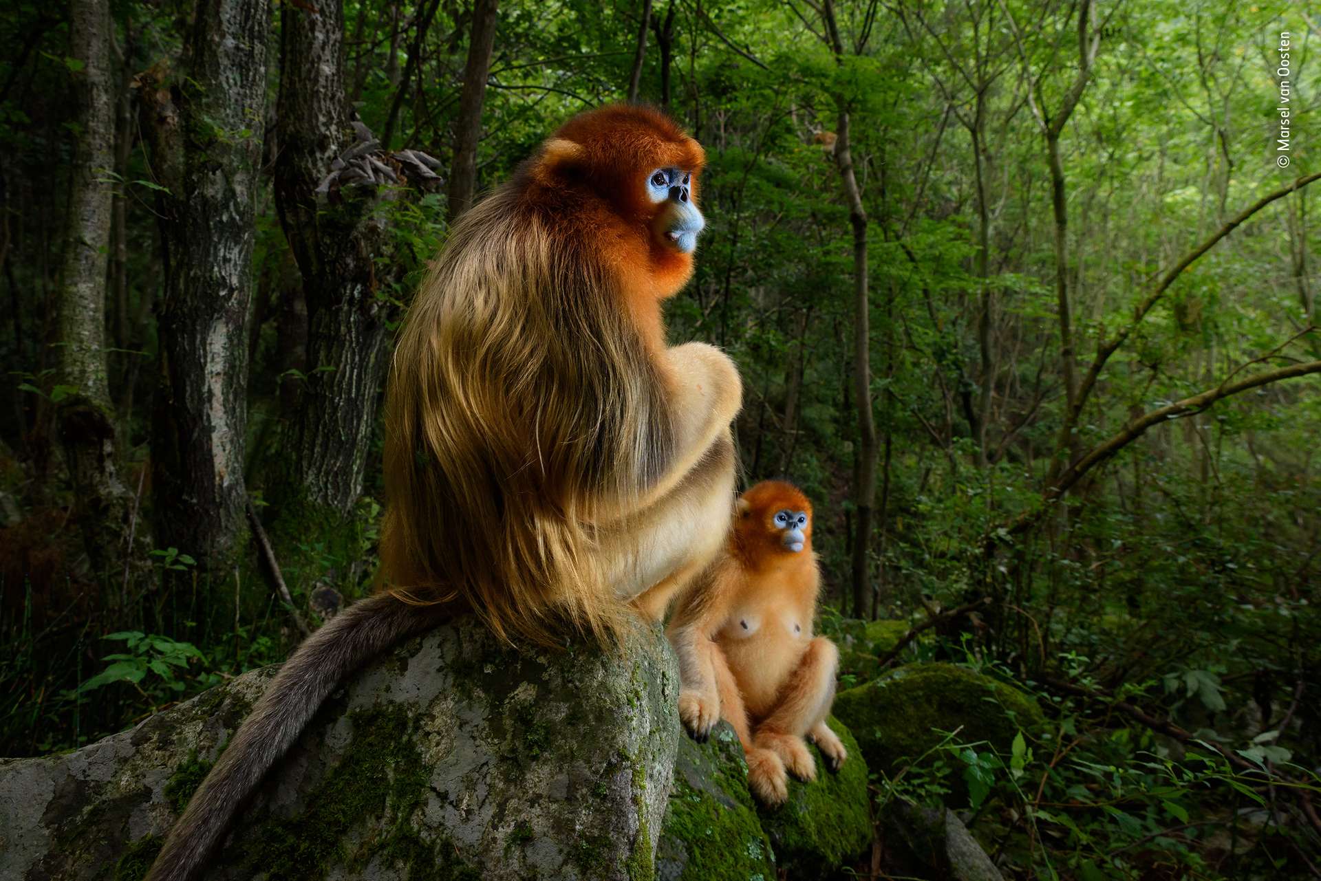 Animaux sauvages de la jungle Images et photos – Animaux sauvages de la  jungle Photographies