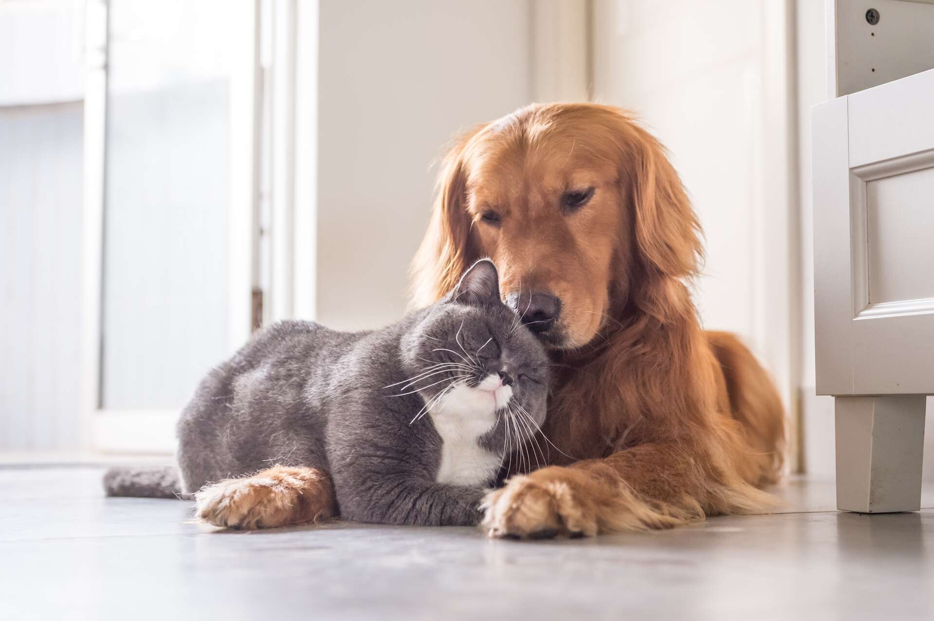 Quelles mesures pour prendre soin de vos animaux de compagnie ?