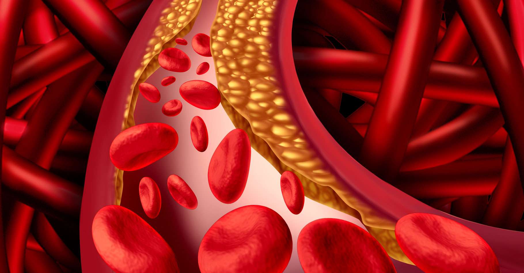 Cholesterol. Здоровые сосуды. Движение эритроцитов по кровеносным сосудам.