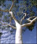 Des arbres modifiés génétiquement pour lutter contre l'effet de serre Un eucalyptus